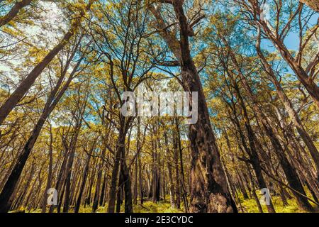 Durch einen Baumkronendach in den blauen Himmel hinein schauen Ein Wald von Gummibäumen in der Region Australien Stockfoto