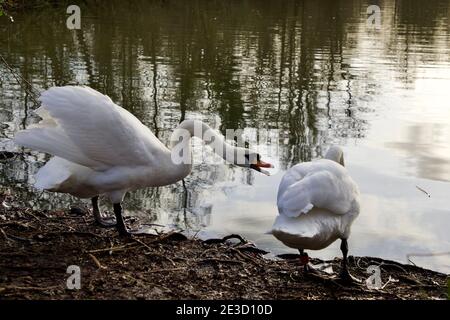 Schwäne im natürlichen Lebensraum Stockfoto