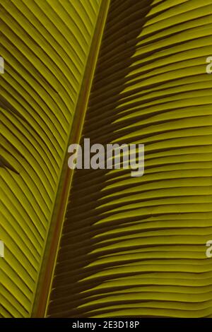 Nahaufnahme der Struktur eines Bananenblattes Im Hochformat Stockfoto