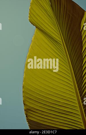 Struktur einer Bananenpflanze Blatt gegen den blauen Himmel In Retro-warmen Farben im Hochformat Stockfoto