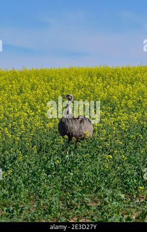 Rhea im Nordwesten Mecklenburgs, Deutschland Stockfoto