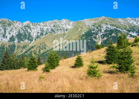 Junge Tannen auf Sommerweide und felsigen Bergrücken Hinter in rumänischen Karpaten Stockfoto