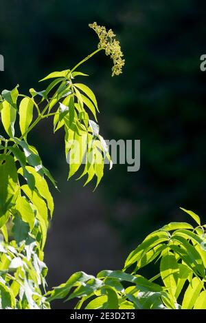 Holunderbeere in Blüte, Wallowa County, Oregon. Stockfoto