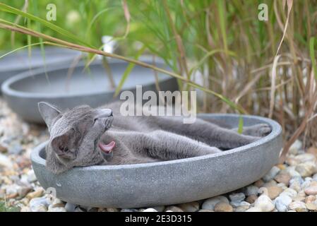 Russische graue Katze ruht in der Gartenschale Stockfoto