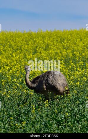 Rhea im Nordwesten Mecklenburgs, Deutschland Stockfoto