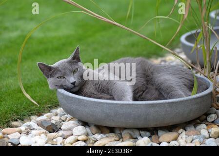 Russische graue Katze ruht in der Gartenschale Stockfoto
