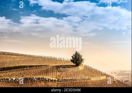 Winter Weinberge über Tain-l'Hermitage, ein berühmtes Weinziel im Rhonetal von Frankreich Stockfoto