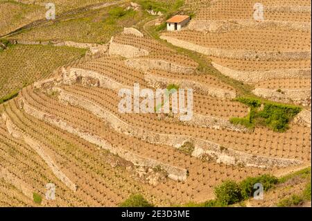 Die Weinberge von Tain-l’Hermitage m Winter Stockfoto