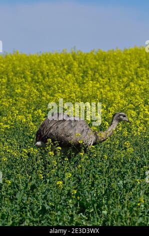 Rhea im Nordwesten Mecklenburgs, Deutschland Stockfoto