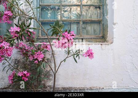 Kardamili, Peloponesse, Griechenland - 01. Juni 2019: Blume vor einem geschlossenen Fenster Stockfoto