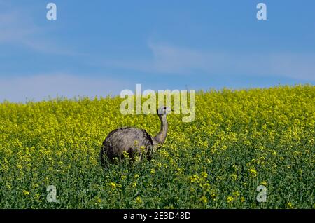 Rhea im Nordwesten Mecklenburgs, Deutschland Stockfoto