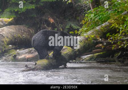 Schwarzgeistbär (Ursus americanus kermodei) Stehen in der Wildnis unter dem starken Regen Stockfoto