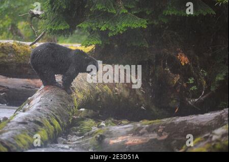 Schwarzgeistbär (Ursus americanus kermodei) Stehen in der Wildnis unter dem starken Regen Stockfoto