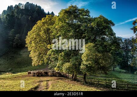 Italien Trentino Sentiero della Pace im Val di Concei - Eine Herde Kühe grasen und ruhen im Schatten Von einem großen Baum in der Nähe der Vies Malga Stockfoto