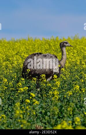 Rhea im Nordwesten Mecklenburgs, Deutschland Stockfoto