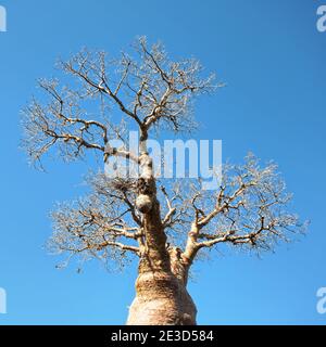 Blick nach oben Baobab Baumspitze, dünne Äste wieder klar blauen Himmel Stockfoto
