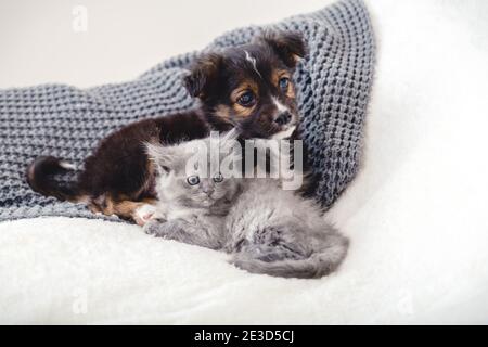 Kätzchen und Welpe. Gruppe von zwei kleinen Tieren liegen zusammen auf dem Bett. Fröhliches graues Kätzchen und schwarzer Welpe auf weißer Decke zu Hause. Freunde von Katzenhunden Stockfoto