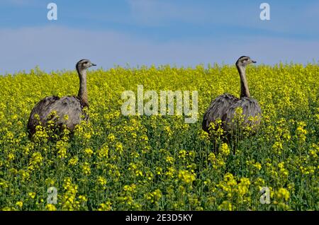 Rhea im Nordwesten Mecklenburgs, Deutschland Stockfoto