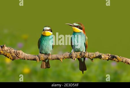 Nahaufnahme der Bienenfresser im Sommer, Bulgarien. Stockfoto