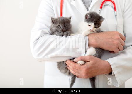 Katzen in Vet Arzt Hände. Arzt Tierarzt Untersuchung Kätzchen. Säugetiere in der Tierklinik. Tierarzneimittel für Haustiere und Katzen. Kätzchen Tier Stockfoto