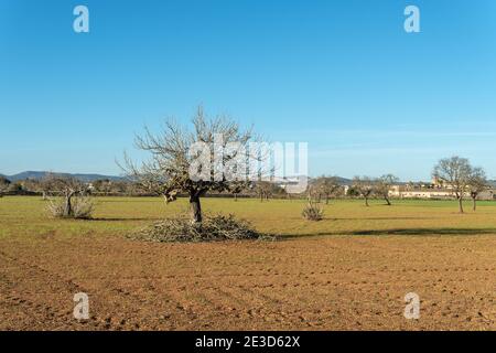 Mediterrane Landschaft an einem sonnigen Nachmittag mit einem Feigenbaum (Ficus carica) im Winter geschnitten Stockfoto
