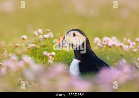 Nahaufnahme von Atlantischen Papageitaucher mit Sandaalen in rosa Seethriftblüten auf einem Küstengebiet von Schottland, Großbritannien Stockfoto