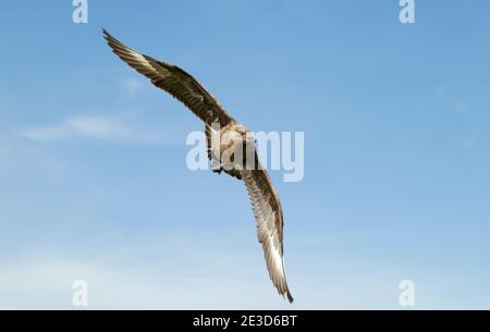 Nahaufnahme eines großen Skua (Stercorarius skua) im Flug, Shetland-Inseln, Großbritannien. Stockfoto