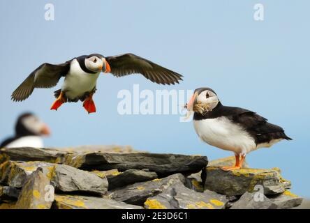 Nahaufnahme der Atlantischen Papageientaucher in einem Küstengebiet in Schottland, Großbritannien. Stockfoto