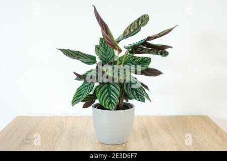 Calathea, auch bekannt als "Gebetspflanze" in einem Topf auf einem Tisch. Die Blätter dieser Dschungelpflanze öffnen und schließen sich unter dem Einfluss von Licht. Stockfoto