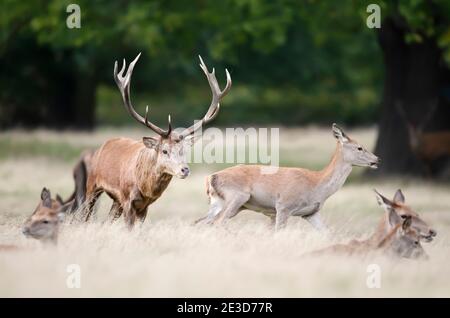 Nahaufnahme eines Rothirschhirsches, der während der Brunftzeit im Herbst in Großbritannien einen Hintern jagt. Stockfoto