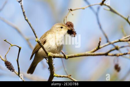 Gewöhnliches Hufkräuselbauch in einem Baum in einem natürlichen Lebensraum, Großbritannien. Stockfoto