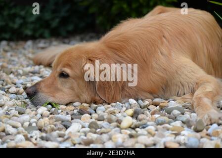 Golden Hovawart Hund ruht im Garten Stockfoto
