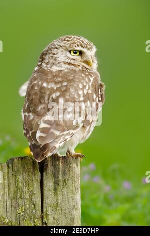 Nahaufnahme einer kleinen Eule auf einem Holzpfosten vor grünem Hintergrund, Großbritannien. Stockfoto