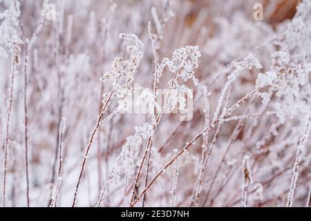 Sträucher und Gräser, bedeckt mit Reim-Eis aus eisigen Nebel, im ländlichen Minnesota Stockfoto