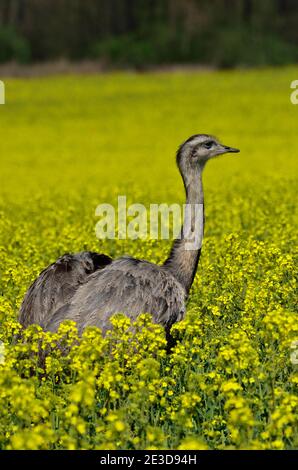 Rhea im Nordwesten Mecklenburgs, Deutschland Stockfoto