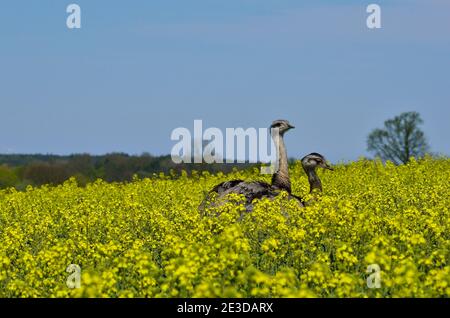 Rhea im Nordwesten Mecklenburgs, Deutschland Stockfoto