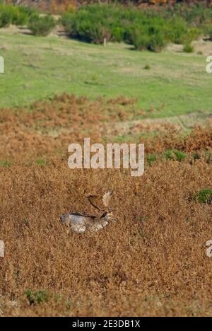 Bullen Damwild (Dama dama), Monte Amiata Wildlife Reserve (im Monte Labbro Nature Reserve enthalten), Arcidosso, Toskana, Italien Stockfoto