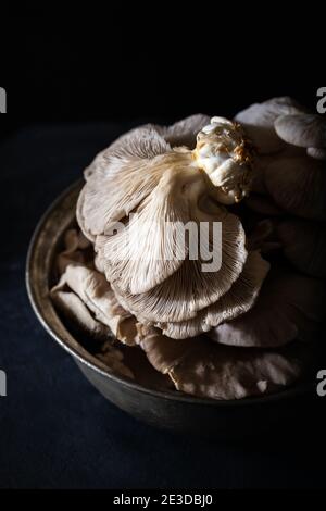 Austernpilze in einem alten Topf Stockfoto