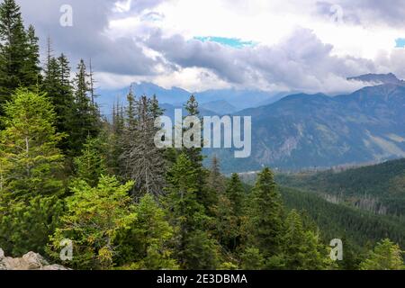 Nadelwald mit Kiefern und Fichten auf dem Berg Gesia Szyja in der Tatra, mit Tatra im Hintergrund, Polen. Stockfoto
