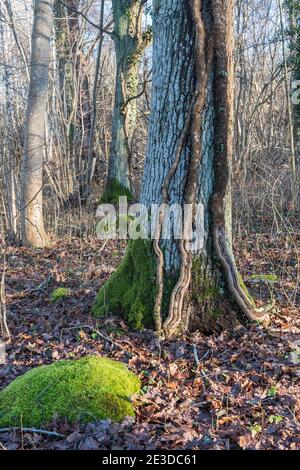 Efeu wurzelt auf einem großen Baumstamm in der Natur Reservieren Stockfoto