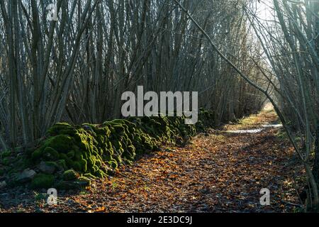 Schöne alte Moos bedeckte trockene Steinwand mit Herbstfarben Auf dem Boden Stockfoto