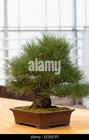 Bonsai Baum in Keramik Blumentopf auf weißem Hintergrund. Japanischer Baum und Zierpflanze Stockfoto