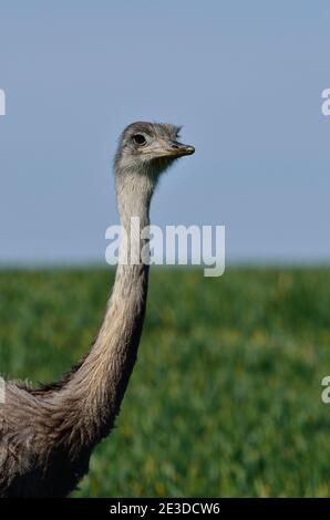 Rhea im Nordwesten Mecklenburgs, Deutschland Stockfoto