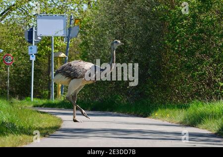 Rhea im Nordwesten Mecklenburgs, Deutschland Stockfoto