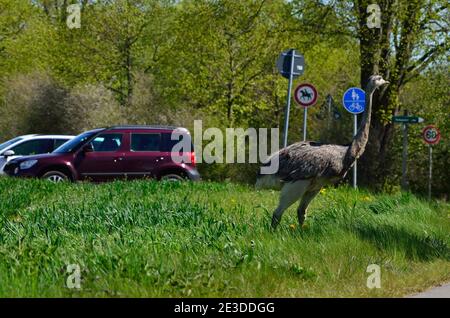 Rhea im Nordwesten Mecklenburgs, Deutschland Stockfoto