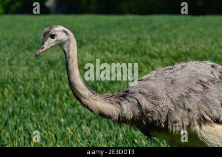 Rhea im Nordwesten Mecklenburgs, Deutschland Stockfoto