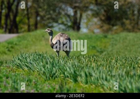 Rhea im Nordwesten Mecklenburgs, Deutschland Stockfoto