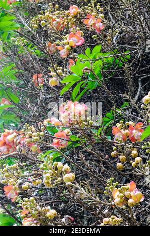 Die Blume des heiligen Bo-Baumes. Sri Lanka. Geringe Schärfentiefe Stockfoto