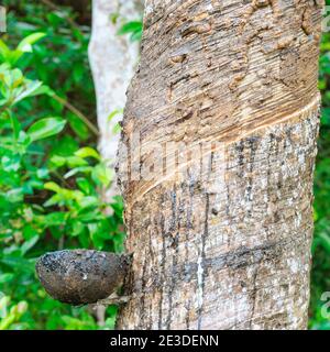 Milchlatex aus Kautschukbaum (Hevea Brasiliensis) als Quelle von Naturkautschuk extrahiert. Plantagen von Kautschukpflanzen Gevei im Süden von Sri Lank Stockfoto