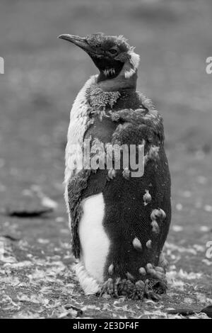 Königspinguine Aptenodytes patagonica am Gold Harbour Strand Südgeorgien Insel, Antarktis Stockfoto